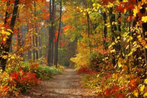 10 Things to Do in Your Garden in October