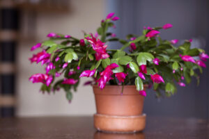 Tips for Your Christmas/Thanksgiving Cactus