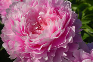 Tips for Peony Care in the Fall